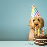 ¿Cómo calcular la edad de un perro en años humanos?
