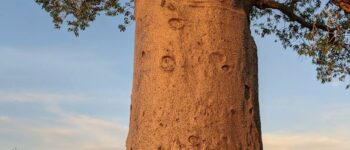 Madagascar's Upside-Down Tree